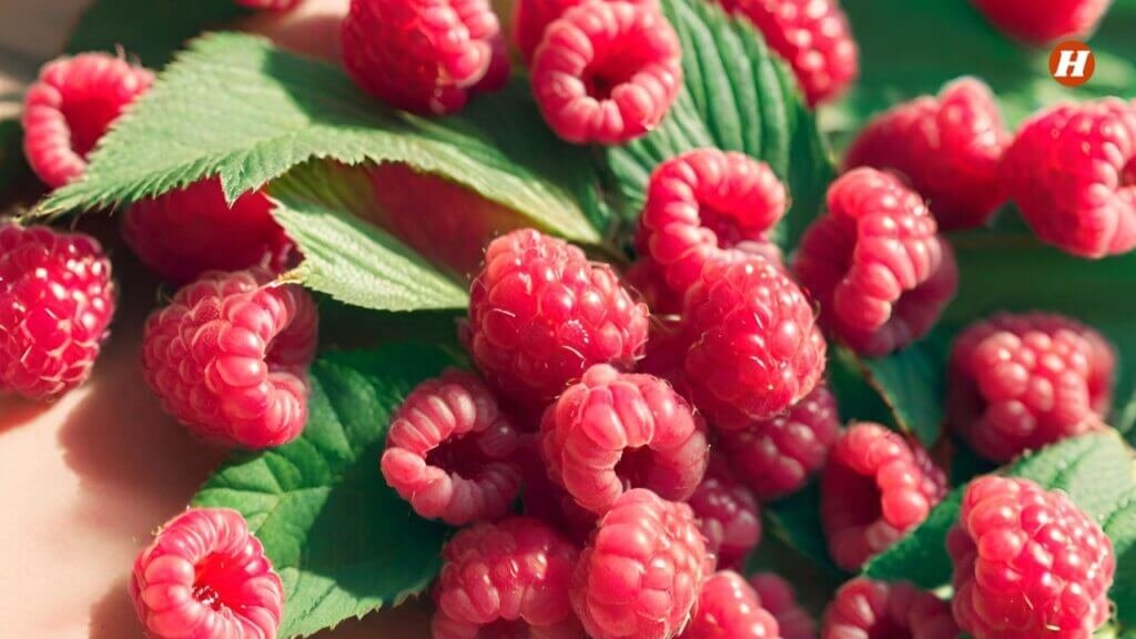 Raspberries